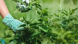 5 ok, amiért nem érdemes kiirtanod a csalánt a kertedből 