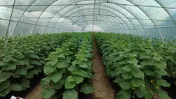 A fóliaházak talajainak javítása, termőképességének megőrzése, növelése
