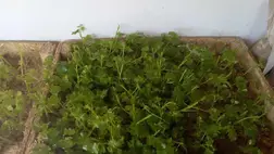 Szőlő oltványok ládázása, hajtatása