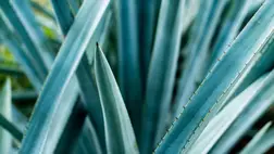 Nyugtatja, puhítja a bőrt, rugalmasabbá teszi a tincseket