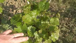 Aktuális munkák a szőlőben virágzás előtt