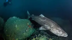 Ez az állat akár 400 évig is élhet, és a rák sem árthat neki 