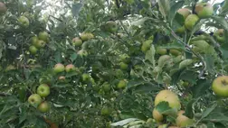 Alma, te drága! - Alacsony hozamok, magas árak? Fotó: Kárpátinfó/ Kovács Elemér