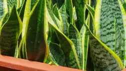 Milyen káros anyagoktól véd meg minket az anyósnyelv? 