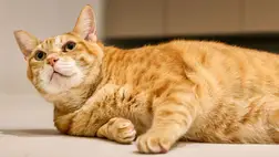 Az óvóhelyre vezeti a gazdáit Odesszában egy cica a légvédelmi szirénák hallatán. Illusztráció. Fotó: Internet