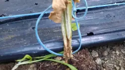 Az uborka didimellás betegségéről