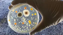 Horror mennyiségű baktérium él a törölközőkön 