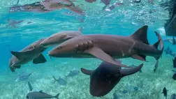 A cápák meglepő szervvel küzdenek a betegség ellen 