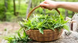 A csalán ezer arca – Tudtad, hogy ennyi dologra jó? 