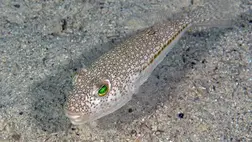 Veszedelmes halfaj jelent meg a magyarok kedvenc nyaralóhelyén 