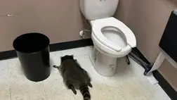 Csontrészeg mosómedvét vett őrizetbe a betöréshez riasztott rendőr egy amerikai üzletben. Fotó: Facebook