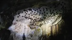 Ezért alszanak fejjel lefelé a denevérek 