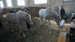 Nagyszőlősi Szelid Lovasközpont. ( Illusztráció )