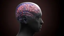 Ebben az életkorban kezd gyorsabban öregedni az agy 