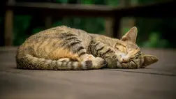 Ez az oka, hogy a macskák általában a bal oldalukon alszanak 