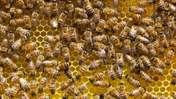Ez lehet az egyik oka annak, hogy egyre kevesebb méhhel találkozunk 