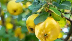 Ez a szupergyümölcs nagy segítség lehet a fogyásban