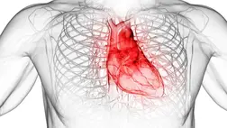 Feltárták a szívinfarktus rejtett okát