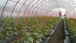 A fóliaházak talajának javítása, termőképességének megőrzése, növelése (10.)