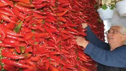 Fűszerpaprika-termesztés 2025 - Egy népszerű termék vidékünkön és a határon túl is. Fotó: Kárpátinfó/ Kovács Elemér