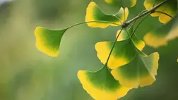 Miért épp a ginkgo? Nem véletlen, hogy 2025-ben az év gyógynövényének választották