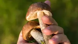 Ez a gombarost megvédhet az influenzától 