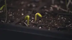 A Gyarapító. Illusztráció. Fotó: Internet