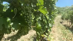 Hatékony növényvédelem a szőlőben - Nem csak a vegyszer számít (2.)