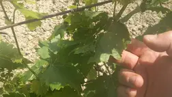 Hatékony növényvédelem a szőlőben – nem csak a vegyszer számít