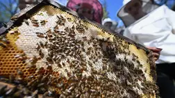 Hihetetlen, milyen csodaszert rejt a méhek virágpora