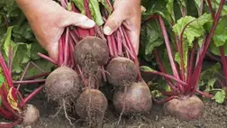 Hogyan termesszünk céklát másodnövényként kertjeinkben?