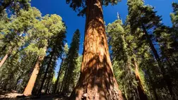 Így fognak alkalmazkodni a növények a globális felmelegedésre 