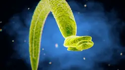 Így jut észrevétlenül a testünkbe a rákot okozó féreg 