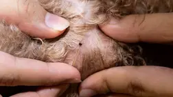 Itt a tavasz, és itt vannak a veszélyes kullancsok 