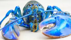 Különleges képességük miatt a homárok elméletileg halhatatlanok 