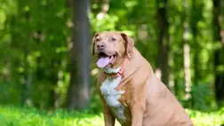 Cukorbetegség állatoknál: A kutyák és a macskák is lehetnek cukorbetegek 