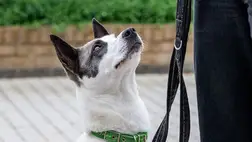 A legjobb módszer a kutya figyelmének felkeltésére 