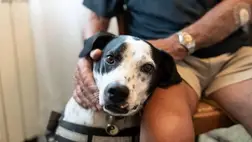 A kutyák agyának feltérképezése váratlan eredményeket hozott 