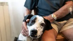 Íme, a tabletta, amely gátolja a kutyák öregedését 