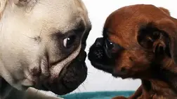 A kutya pislogása fontos üzenetet közvetíthet 