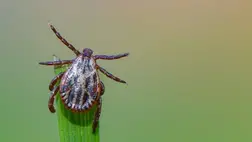 Rejtett veszély: így befolyásolhatja a Lyme-kór a szívműködést 