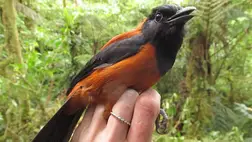 A madártoll érintése végzetes lehet 