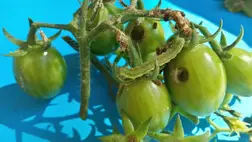 A másodvetésű paradicsom kártevői - A gyapottok bagolylepke