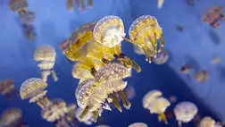 Medúzák miatt leállt Nyugat-Európa legnagyobb atomerőműve Franciaországban. Illusztráció. (Fotó: MTI/EPA/Etienne Laurent)