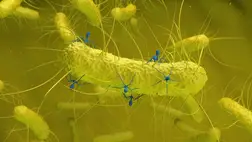 Meg fog lepődni, mi befolyásolhatja az antibiotikumok hatékonyságát 