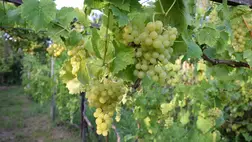 Megjelent az itthoni fóliás csemegeszőlő - A szabadföldire bő hetet még várni kell. Fotó: Kárpátinfo/ Kovács Elemér