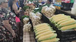 Megjelent a hazai csemegekukorica - Árcsökkenés és ráhangolódás. Fotó: Kárpátinfó/ Kovács Elemér