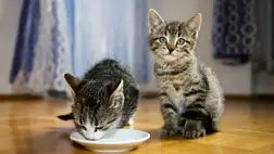 Meglepő, de igaz: akár ezt is képesek elfogyasztani a macskák! 