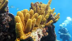 Megtalálták a földön valaha élt legősibb állatot. Illusztráció. Fotó: Shutterstock