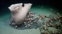 Óriási jéghegy szakadt le az Antarktiszon – lenyűgöző mélytengeri élővilág tárult fel 